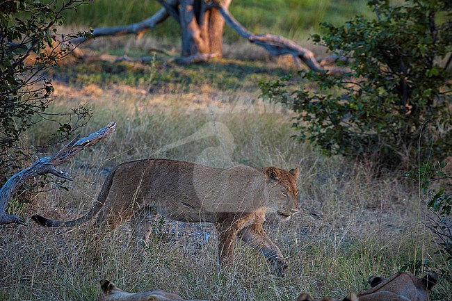 Portrait of a lioness, Panthera leo, walking. Khwai Concession Area, Okavango Delta, Botswana. stock-image by Agami/Sergio Pitamitz,