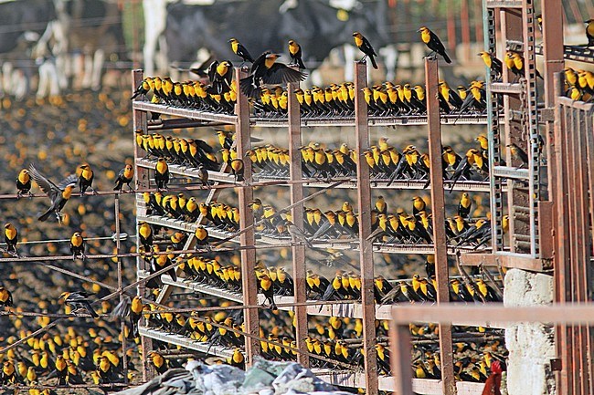 Geelkoptroepiaal, Yellow-headed Blackbird, Xanthocephalus xanthocephalus stock-image by Agami/Pete Morris,