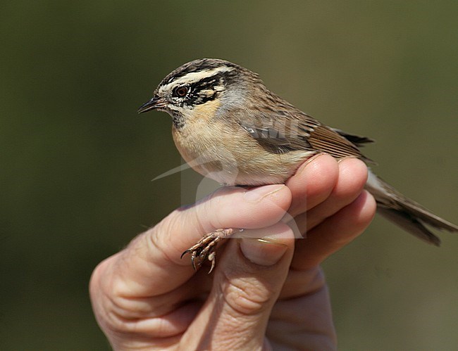 Autumn plumaged Black-throated Accentor (Prunella atrogularis) caught in Israel. stock-image by Agami/Yoav Perlman,