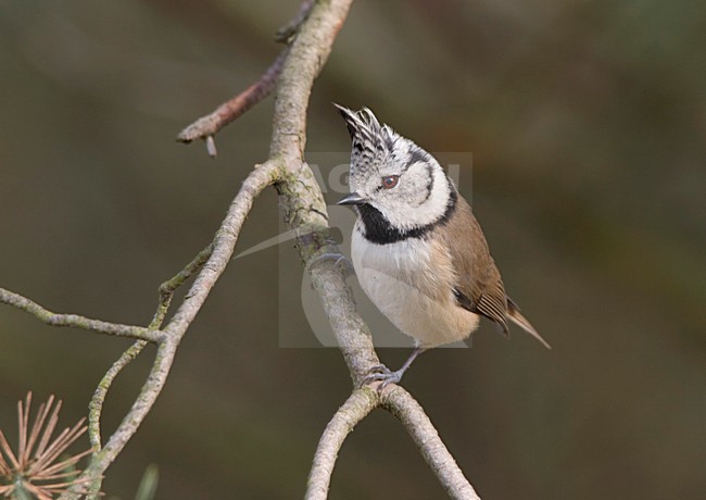 Kuifmees en een den; European Crested Tit in pine tree stock-image by Agami/Ran Schols,