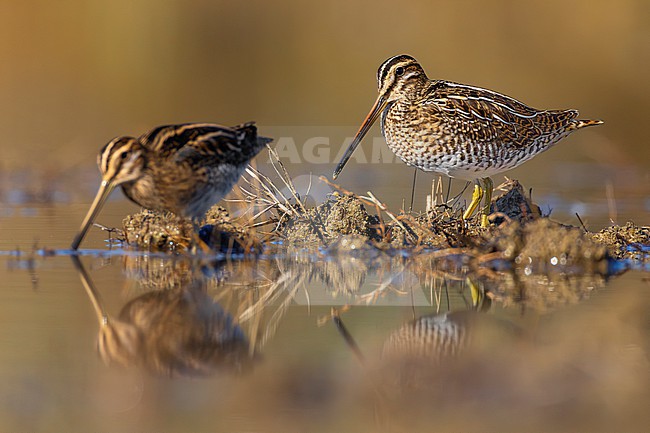 Common Snipe, Gallinago gallinago, in Italy. stock-image by Agami/Daniele Occhiato,