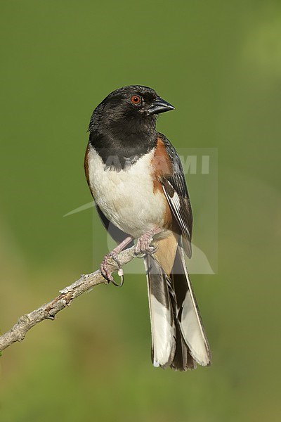 Adult Eastern towhee, Pipilo erythrophthalmus, in the United States. stock-image by Agami/Brian E Small,