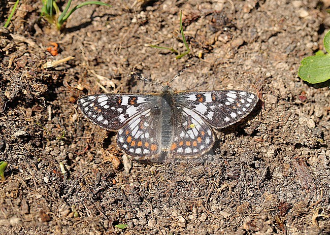 Cynthia's Fritillary  (Euphydryas cynthia) taken at Valloire - France stock-image by Agami/Aurélien Audevard,