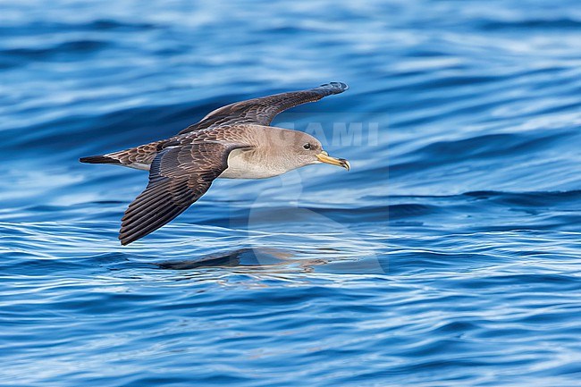 An adult Scopoli's shearwater fills the frame flying seen from the side with a clear blue sea behind it. Scopoli's Shearwaters breed on rocky islands and on steep coasts in the Mediterranean but outside the breeding season it forages in the Atlantic. stock-image by Agami/Jacob Garvelink,