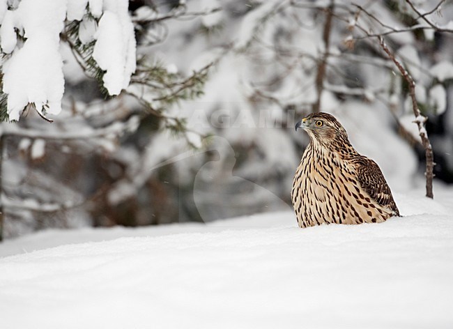 Havik in winters landschap; Northern Goshawk in winter setting stock-image by Agami/Markus Varesvuo,