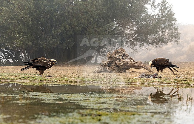 Marsh Harrier (Circus aeruginosus) juveniles near water and with prey stock-image by Agami/Roy de Haas,