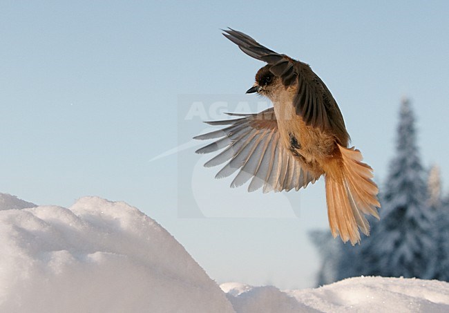 Taigagaai in vlucht, Siberian Jay in flight stock-image by Agami/Markus Varesvuo,