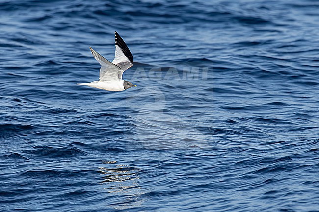  stock-image by Agami/Menno van Duijn,