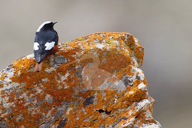 Man Witkruinroodstaart op rots met korstmos, Male White-winged Redstart on mossy rock stock-image by Agami/David Monticelli,