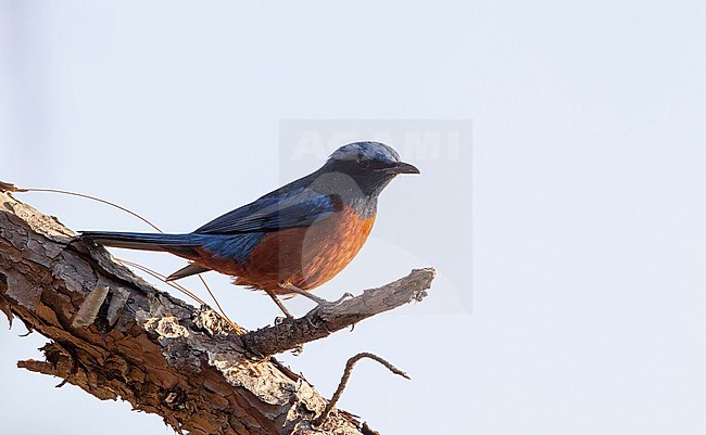 Adutl male Chestnut-bellied Rock Thrush (Monticola rufiventris) perched at Doi Lang, Thailand stock-image by Agami/Helge Sorensen,
