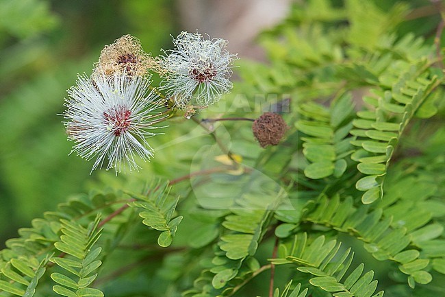 A flowering Lysiloma latisiliquum, False Tamarind, at Everglades National Park, Florida, United States.  This tree species is found in Florida, and around the Caribbean. stock-image by Agami/Tom Friedel,
