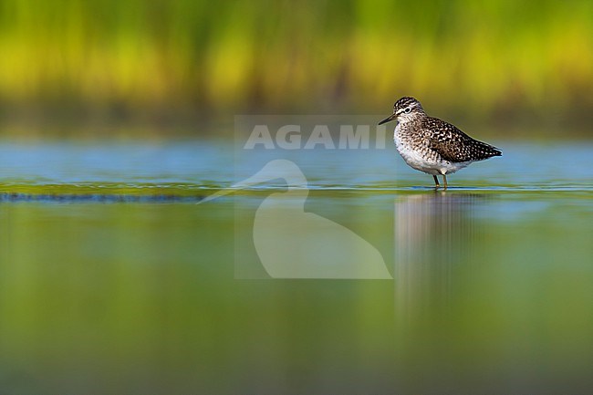 Wood Sandpiper (Tringa glareola) in Italy. stock-image by Agami/Daniele Occhiato,