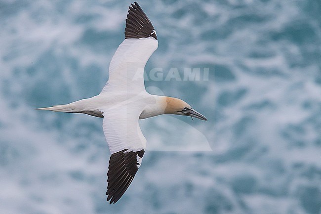 Northern Gannet (Morus bassanus), adult in flight over the sea stock-image by Agami/Saverio Gatto,