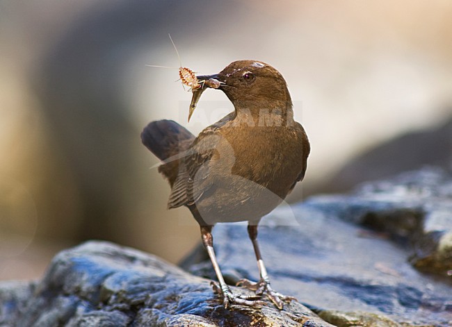 Zwarte Waterspreeuw, Brown Dipper, Cinclus pallasii stock-image by Agami/Marc Guyt,