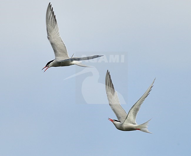  stock-image by Agami/Rob Riemer,