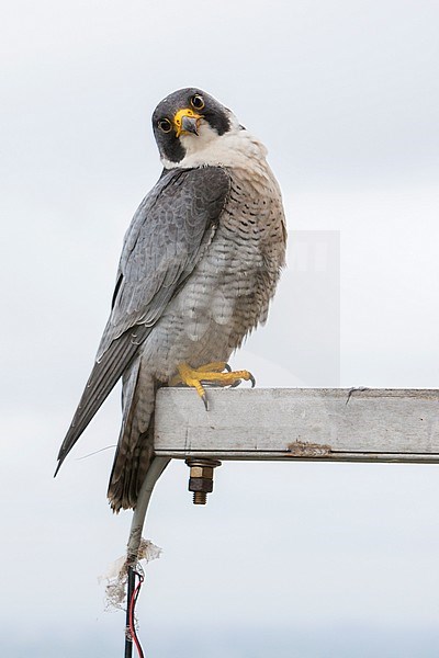 Slechtvalk bij nest, Peregrine Falcon at nestsite stock-image by Agami/Wil Leurs,