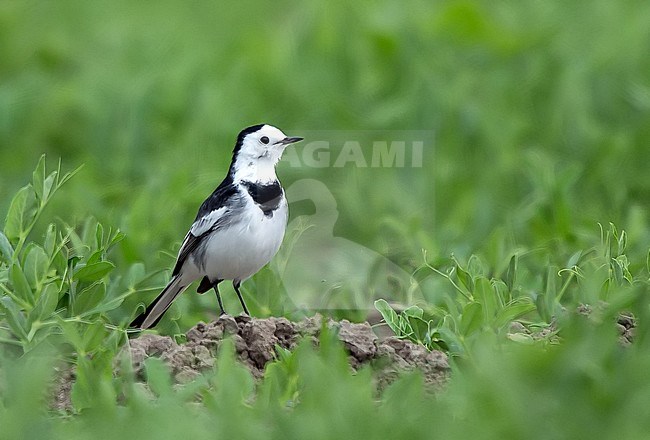 Possible first-summer female Amur Wagtail (Motacilla leucopsis) in the Netherlands, which would be a first record for the Netherlands. Or just an aberrant Pied Wagtail? stock-image by Agami/Kris de Rouck,