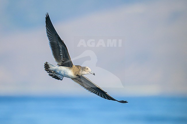 Sooty gull, Ichthyaetus hemprichii, in flight with the sea and the mountain as background. stock-image by Agami/Sylvain Reyt,