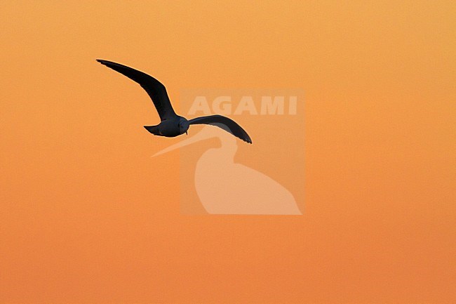 Kokmeeuw in vlucht met zonsondergang, Common Black-headed Gull in flight in sunset stock-image by Agami/Menno van Duijn,