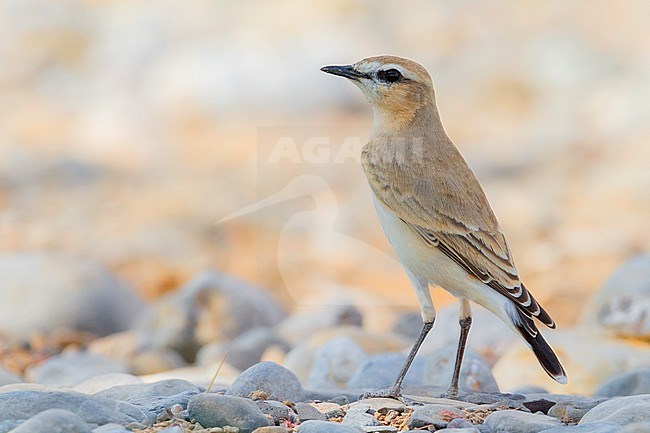 Isabelline Wheatear (Oenanthe isabellina), adult standing on the groundin Oman stock-image by Agami/Saverio Gatto,