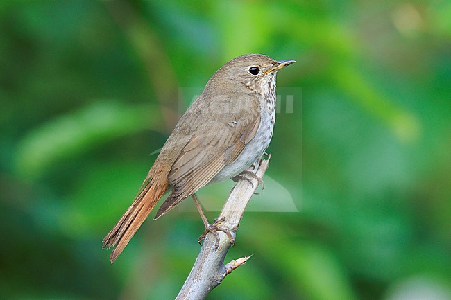 Hermit Thrush (Catharus guttatus) taken the 18/06/2022 at Seward - Alaska. stock-image by Agami/Nicolas Bastide,