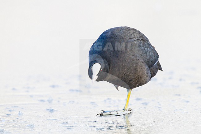 Eurasian Coot, Fulica atra in winter setting stock-image by Agami/Menno van Duijn,