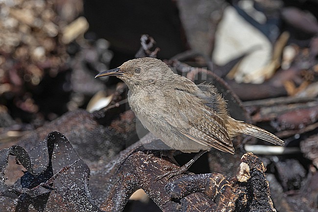 Cobb's Wren (Troglodytes cobbi) on the Falkland Islands. stock-image by Agami/Pete Morris,