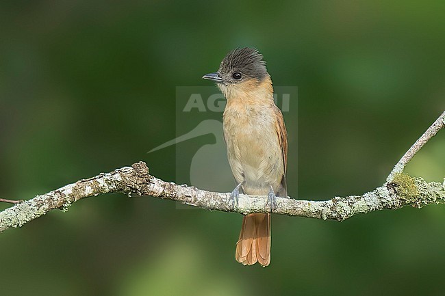 Adult female
Nuevo Leon, Mexico
May 2022 stock-image by Agami/Brian E Small,