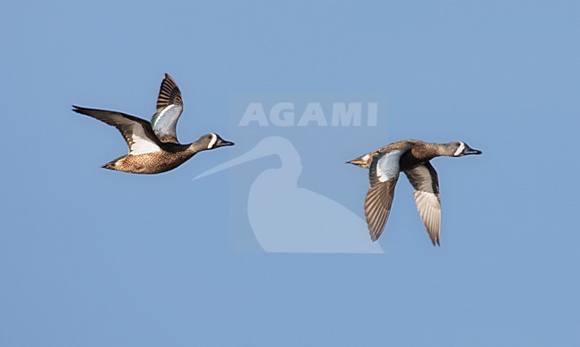 Twee vliegende mannetjes Blauwvleugeltaling; Two flying male Blue-winged Teals stock-image by Agami/Mike Danzenbaker,