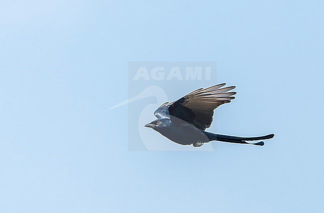 Flying Black Drongo, Dicrurus macrocercus, in India. stock-image by Agami/Dani Lopez-Velasco,