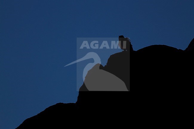 Pharaoh Eagle Owl - Wüstenuhu - Bubo ascalaphus, Morocco, adult stock-image by Agami/Ralph Martin,