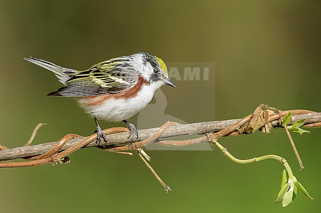 Adult male Chestnut-sided Warbler (Setophaga pensylvanica) during spring migration at Galveston County, Texas, USA. stock-image by Agami/Brian E Small,
