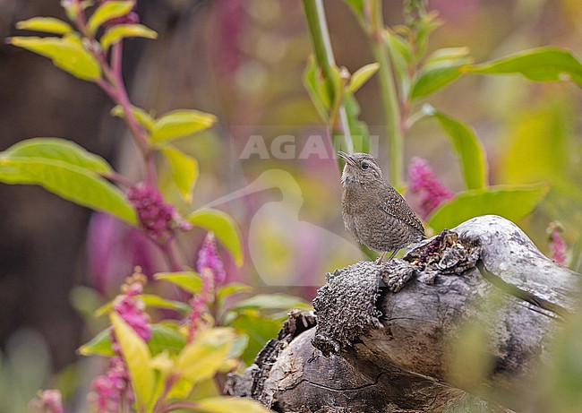 Brown-throated house wren (Troglodytes aedon brunneicollis) in Western Mexico. stock-image by Agami/Pete Morris,