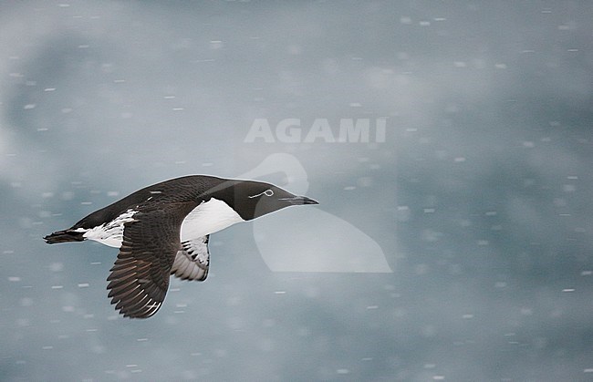 Guillemot (Uria aalge) Norway VardÃ¶ March 2016 stock-image by Agami/Markus Varesvuo,