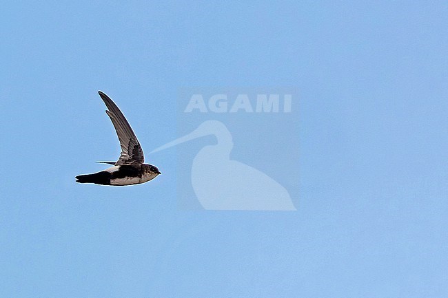 Antillean Palm-Swift (Tachornis phoenicobia phoenicobia) in the Dominican Republic. stock-image by Agami/Pete Morris,