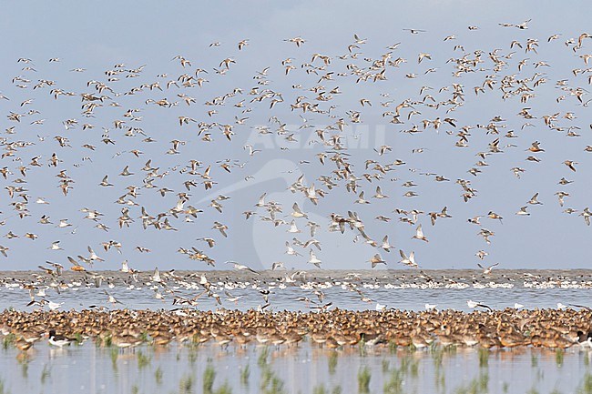A huge group of waders is seen both flying and sleeping on the coastline of the Waddensea at the famous wader spot of Westhoek where great numbers of migratory waders can be seen. stock-image by Agami/Jacob Garvelink,