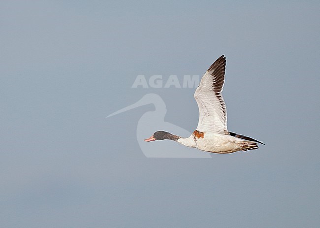 Immature Common Shelduck (Tadorna tadorna) in flight, showing underwing stock-image by Agami/Ran Schols,
