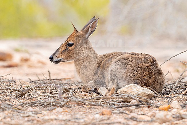 Common Duiker (Sylvicapra grimmia), adult female sitting on the ground, Mpumalanga, South Africa stock-image by Agami/Saverio Gatto,