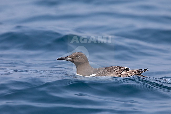 Immature (2 cy) Common Murre (Uria aalge) sitting on the water, with a blue background in Brittany, France. stock-image by Agami/Sylvain Reyt,