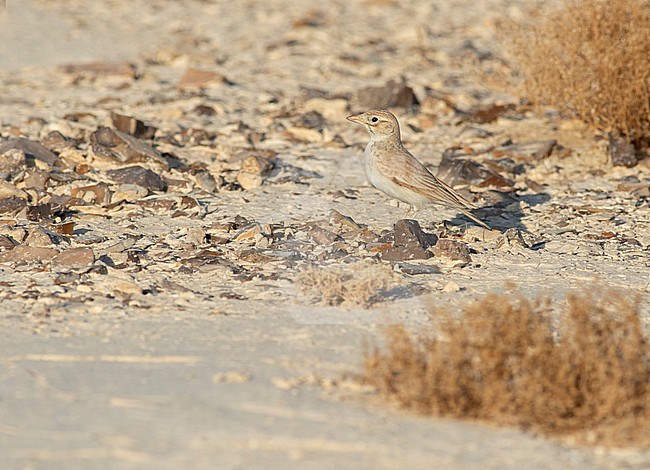 Arabian Lark (Eremalauda eremodites) in the Negev, Israel. stock-image by Agami/Yoav Perlman,