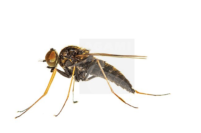 Black Snipe Fly, Gewone schubsnipvlieg, Chrysopilus cristatus stock-image by Agami/Wil Leurs,