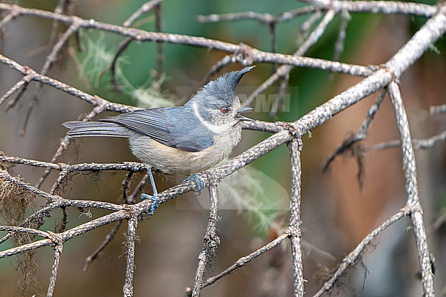 Grey-crested tit (Lophophanes dichrous) in Northeast India. stock-image by Agami/Dani Lopez-Velasco,