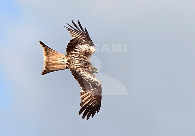 Rode Wouw in de vlucht; Red Kite in flight stock-image by Agami/Roy de Haas,