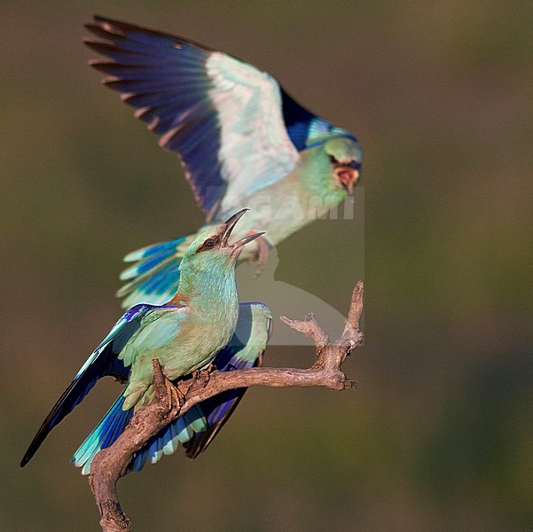 Scharrelaar vliegend, European Roller flying stock-image by Agami/Markus Varesvuo,