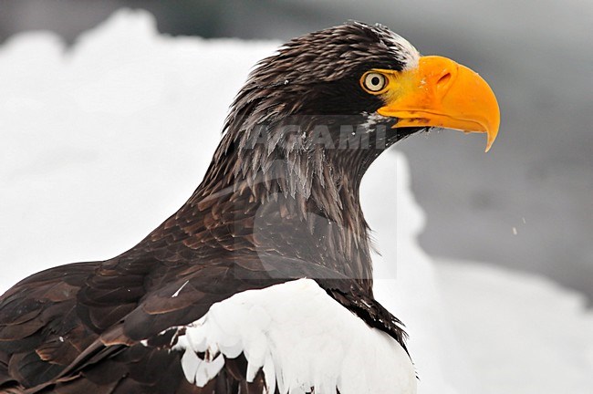 Steller-zeearend close-up; Stellers Sea-eagle close-up stock-image by Agami/Rob Riemer,
