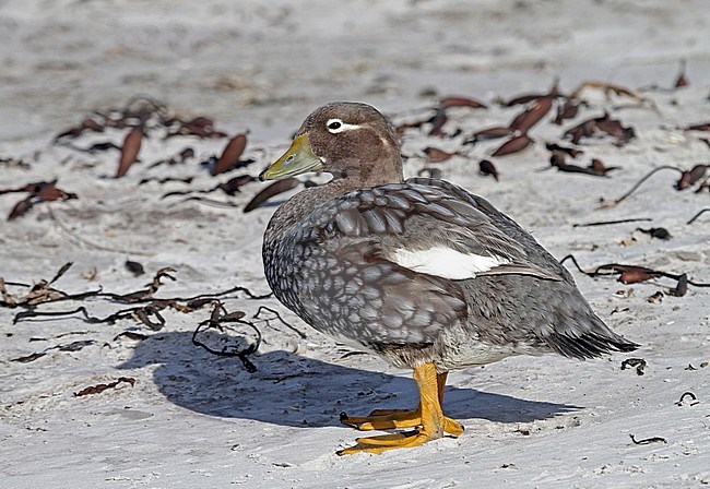 Falkland Steamer Duck (Tachyeres brachypterus) a flightless endemic of the Falkland Islands. stock-image by Agami/Pete Morris,