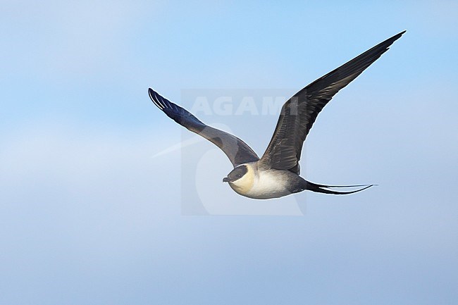 Adult Long-tailed Skua (Stercorarius longicaudus) in flight against blue sky as background on Seward Peninsula, Alaska, United States during spring. stock-image by Agami/Brian E Small,