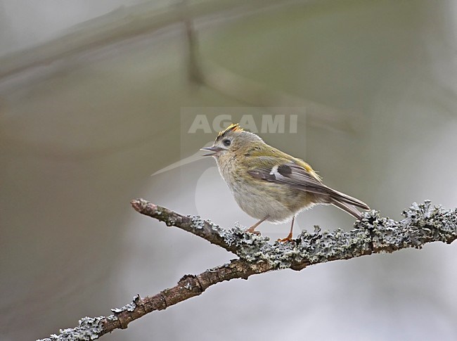 Goldcrest singing; Goudhaan zingend stock-image by Agami/Markus Varesvuo,