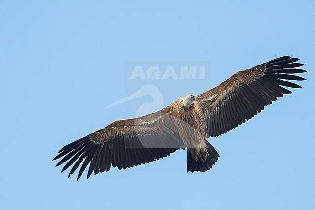 Eurasian Griffon Vulture - Gänsegeier - Gyps fulvus ssp. fulvus, Spain, 2nd cy stock-image by Agami/Ralph Martin,