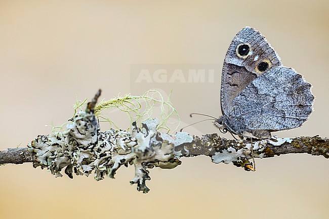 Female Tree Grayling  resting on a branch covered with lichens, in the Navarredonda de Gredos Spain stock-image by Agami/Wil Leurs,